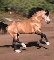 Colorado Equestrian.com - Associations, Classifieds, Clinics, Stables, Farriers, Feed, Rescues, Sales, Stallions, Veterinary